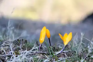 Oğuzlar'da Çiğdemler Erken Açtı!