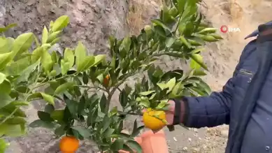 Karasal İklimde Tropikal Meyve Mucizesi!