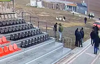 Çorum Alaca'da Kaz Dövüşüne 504 Bin TL Ceza