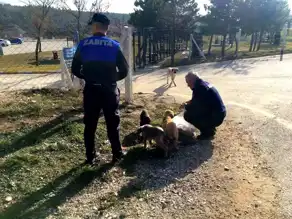 Çorum Zabıtası Sokak Hayvanlarını Besliyor