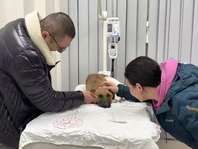 Belediyeden Yaralı Köpeğe Anında Müdahale