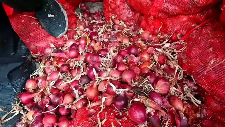 Çorum'da Çürüyen Soğanlar Dereye Dökülüyor!