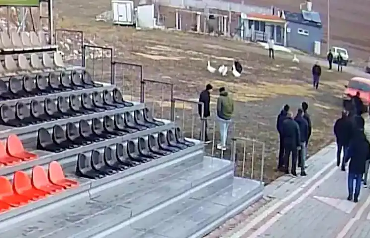 Çorum Alaca'da Kaz Dövüşüne 504 Bin TL Ceza